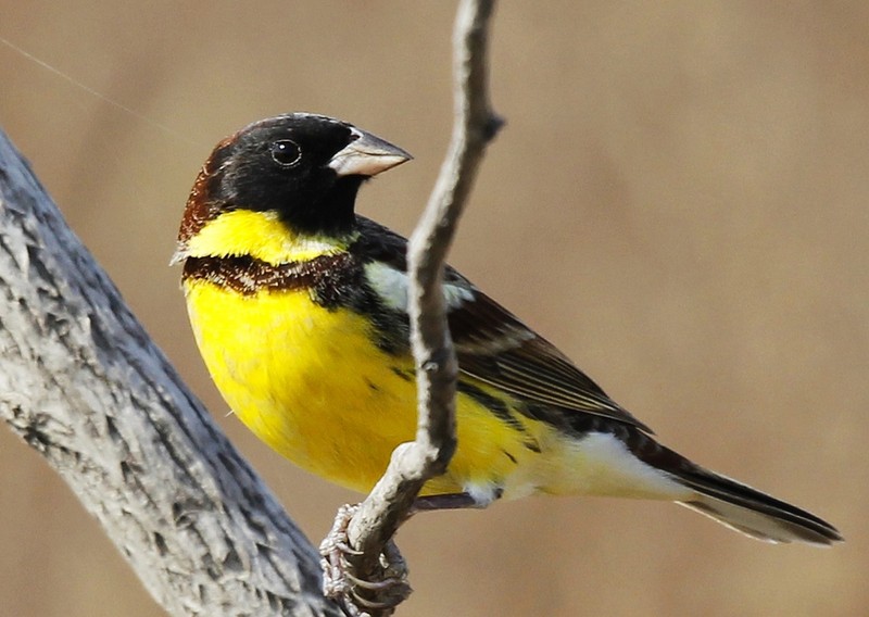 ‘hth华体会’区块链-神秘财富的微笑 | 智能制造新概念(图1) hth华体会