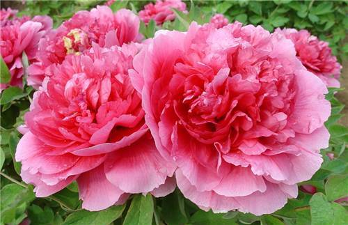 pg国际008国际官网