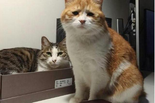 米兰·(milan)中国官网