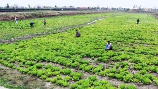 EDG阿布:判断玩家能否打职业 一天足矣!“三亿体育官网”(图1) 三亿体育手机版