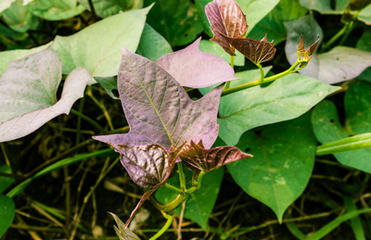 星空真人集团官网